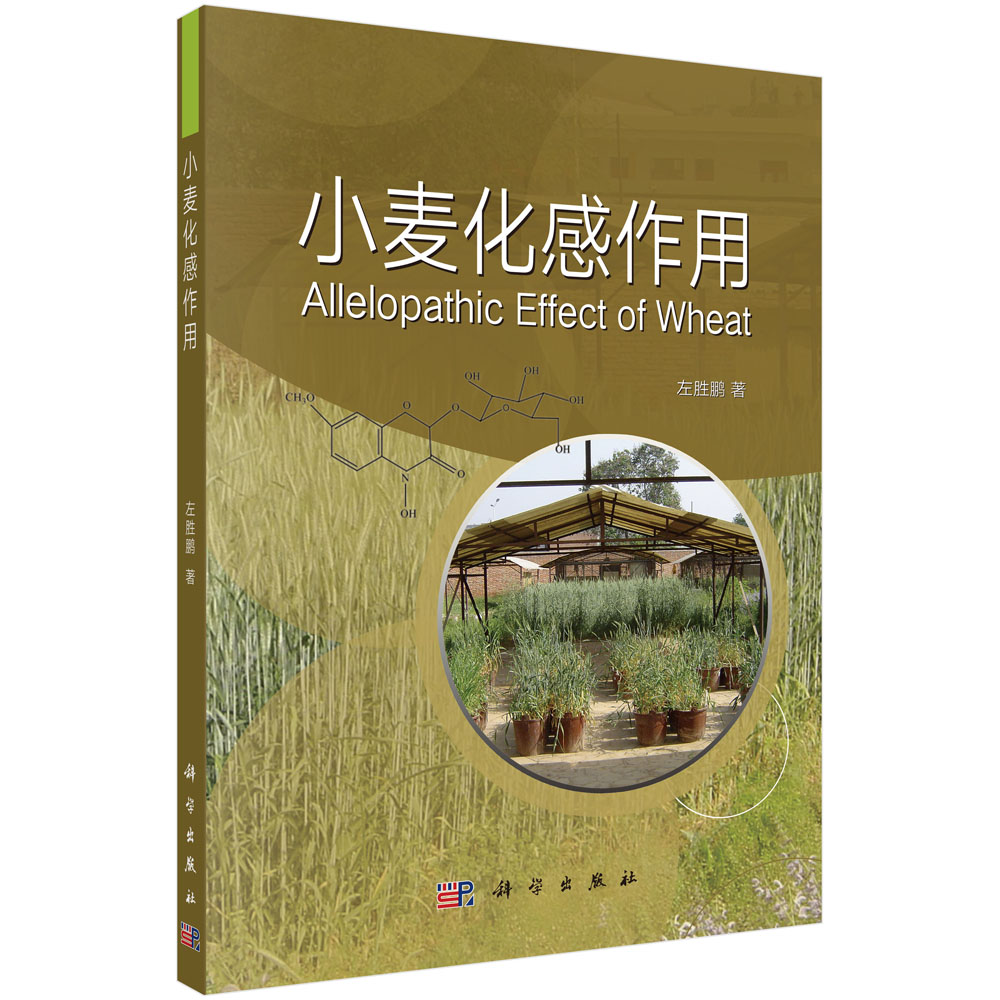 小麥化感作用